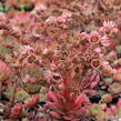 Netřesk 'Santis' - Sempervivum 'Santis'