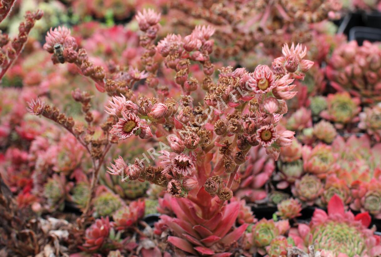 Netřesk 'Santis' - Sempervivum 'Santis'