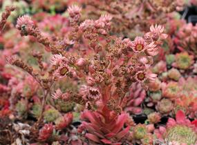Netřesk 'Santis' - Sempervivum 'Santis'