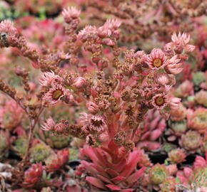 Netřesk 'Santis' - Sempervivum 'Santis'