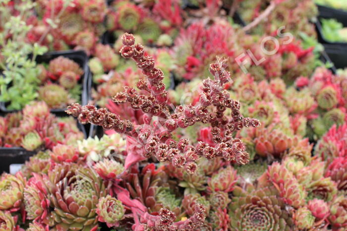 Netřesk 'Tordeur's Memory' - Sempervivum 'Tordeur's Memory'