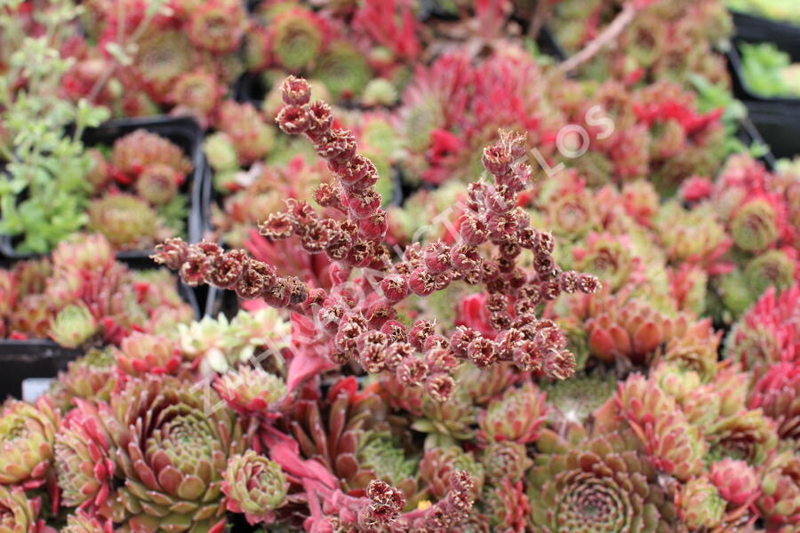 Netřesk 'Tordeur's Memory' - Sempervivum 'Tordeur's Memory'
