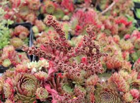 Netřesk 'Tordeur's Memory' - Sempervivum 'Tordeur's Memory'