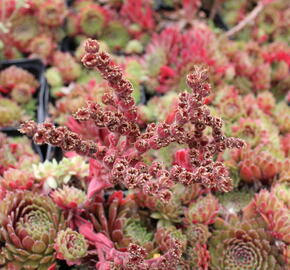 Netřesk 'Tordeur's Memory' - Sempervivum 'Tordeur's Memory'