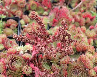 Netřesk 'Tordeur's Memory'