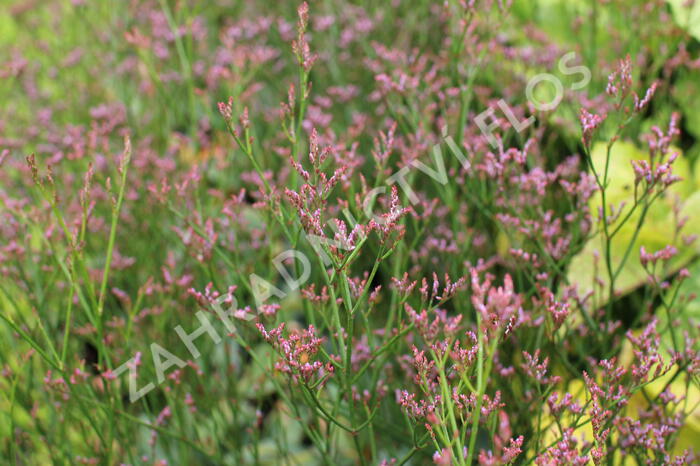 Limonka Gmelinova 'Dazzle Rocks' - Limonium gmelinii 'Dazzle Rocks'
