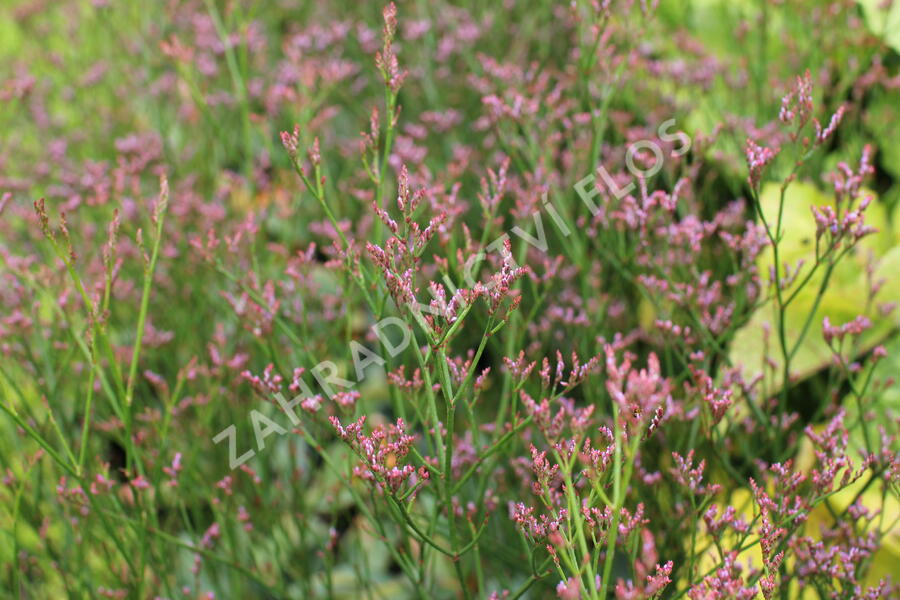 Limonka Gmelinova 'Dazzle Rocks' - Limonium gmelinii 'Dazzle Rocks'