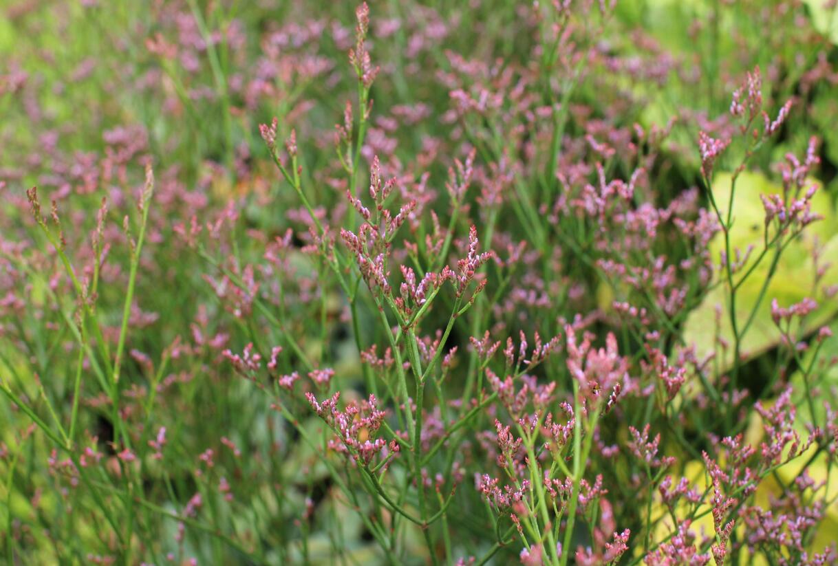 Limonka Gmelinova 'Dazzle Rocks' - Limonium gmelinii 'Dazzle Rocks'