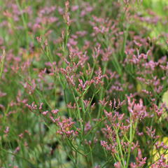 Limonka Gmelinova 'Dazzle Rocks' - Limonium gmelinii 'Dazzle Rocks'