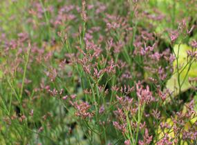 Limonka Gmelinova 'Dazzle Rocks' - Limonium gmelinii 'Dazzle Rocks'