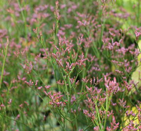 Limonka Gmelinova 'Dazzle Rocks' - Limonium gmelinii 'Dazzle Rocks'