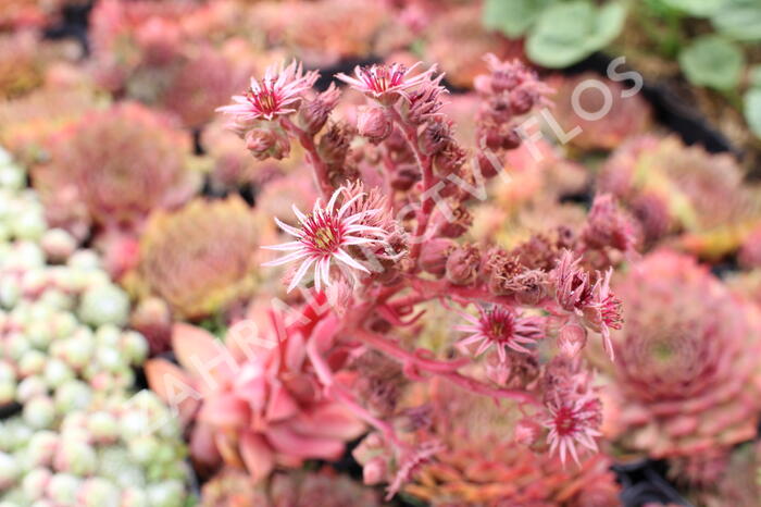 Netřesk 'Ockerwurz' - Sempervivum 'Ockerwurz'