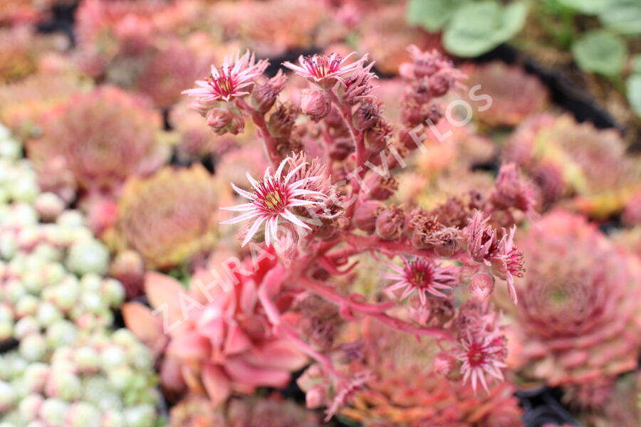 Netřesk 'Ockerwurz' - Sempervivum 'Ockerwurz'