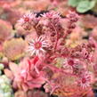 Netřesk 'Ockerwurz' - Sempervivum 'Ockerwurz'