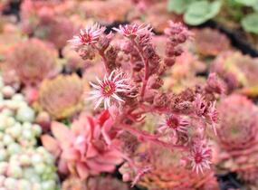 Netřesk 'Ockerwurz' - Sempervivum 'Ockerwurz'