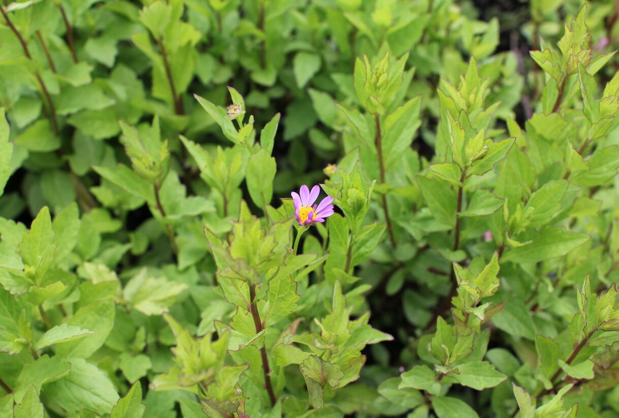 Japonská astra 'Antonia' - Kalimeris mongolica 'Antonia'