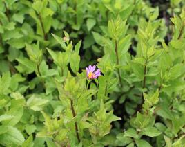 Japonská astra 'Antonia'