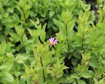 Japonská astra 'Antonia'