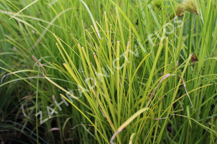 Ostřice třeslicovitá - Carex brizoides