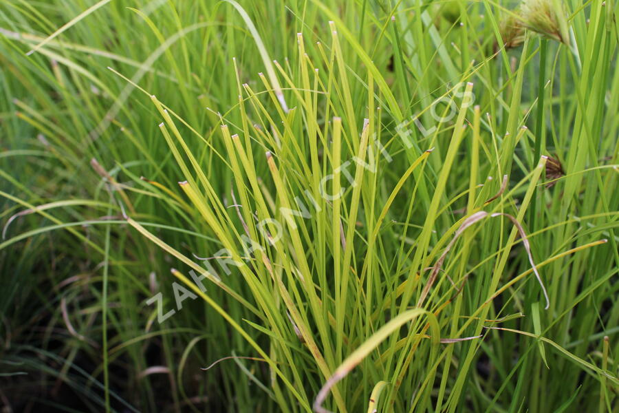 Ostřice třeslicovitá - Carex brizoides