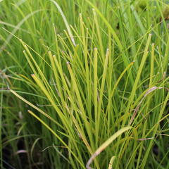 Ostřice třeslicovitá - Carex brizoides