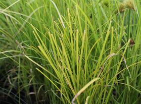 Ostřice třeslicovitá - Carex brizoides
