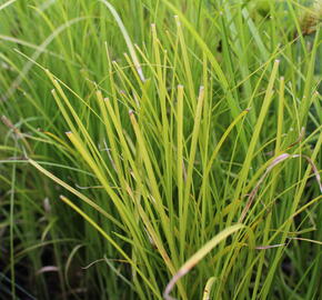 Ostřice třeslicovitá - Carex brizoides