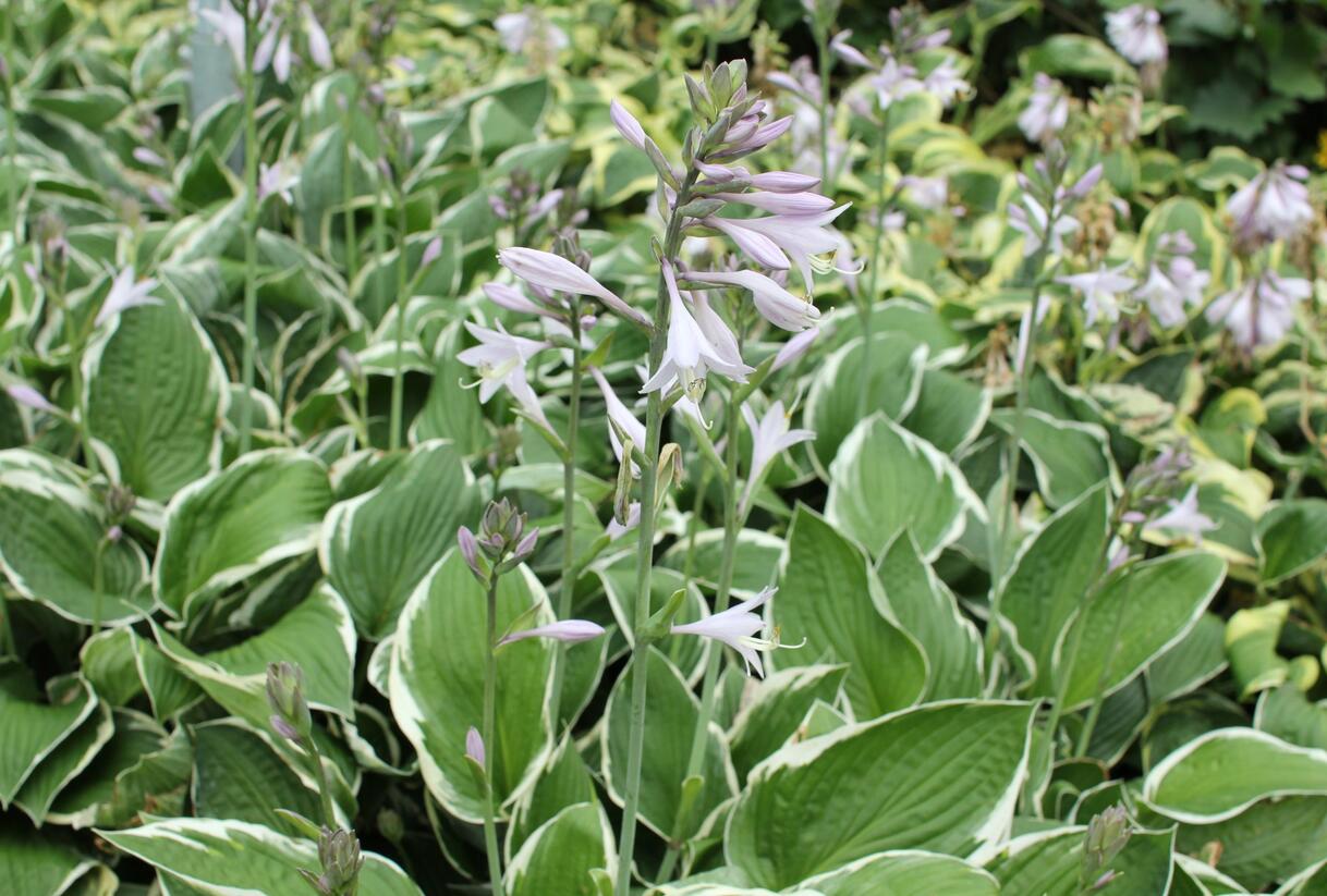 Bohyška 'Fragrant Dream' - Hosta 'Fragrant Dream'