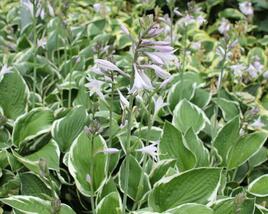 Bohyška 'Fragrant Dream'