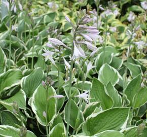 Bohyška 'Fragrant Dream' - Hosta 'Fragrant Dream'