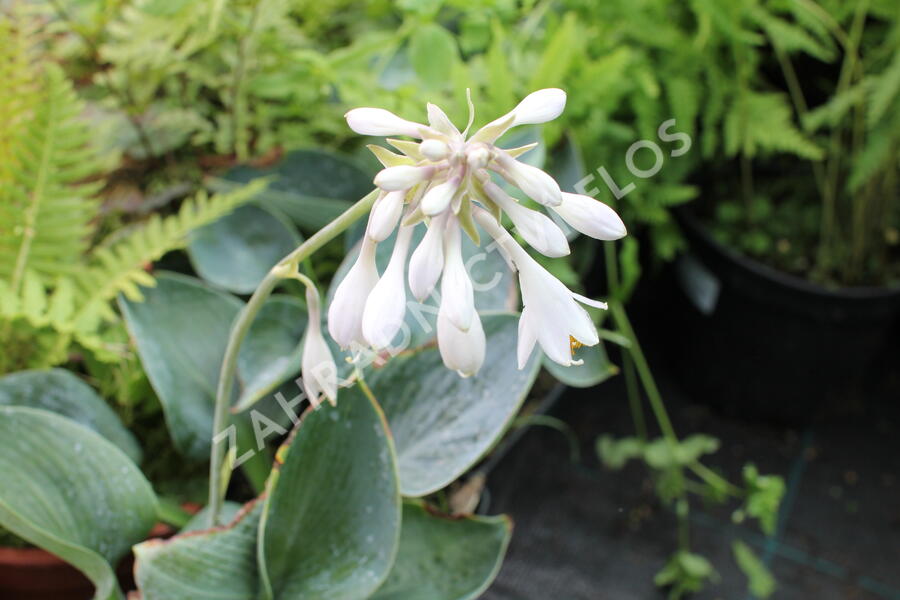 Bohyška 'Big Daddy' - Hosta sieboldiana 'Big Daddy'