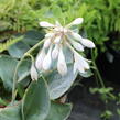 Bohyška 'Big Daddy' - Hosta sieboldiana 'Big Daddy'