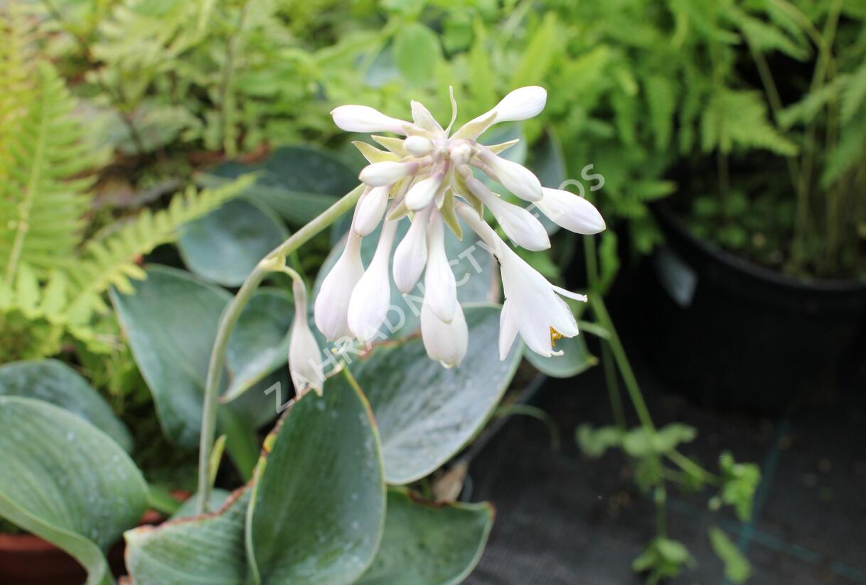 Bohyška 'Big Daddy' - Hosta sieboldiana 'Big Daddy'