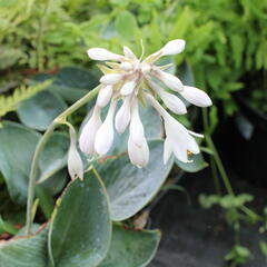 Bohyška 'Big Daddy' - Hosta sieboldiana 'Big Daddy'