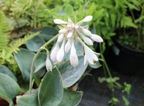 Bohyška 'Big Daddy' - Hosta sieboldiana 'Big Daddy'