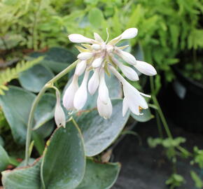 Bohyška 'Big Daddy' - Hosta sieboldiana 'Big Daddy'