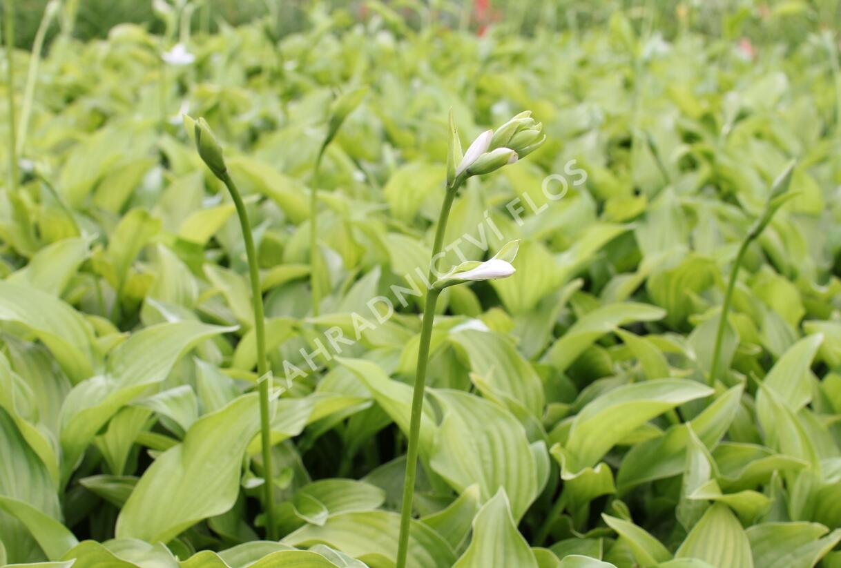 Bohyška 'Royal Standard' - Hosta 'Royal Standard'