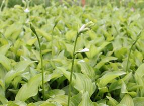 Bohyška 'Royal Standard' - Hosta 'Royal Standard'