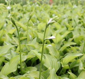 Bohyška 'Royal Standard' - Hosta 'Royal Standard'