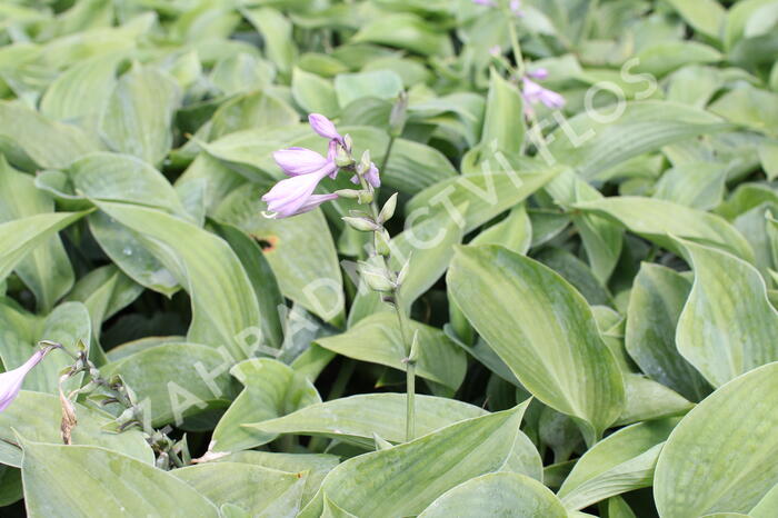 Bohyška - Hosta sieboldiana