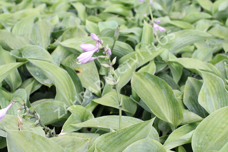 Bohyška - Hosta sieboldiana