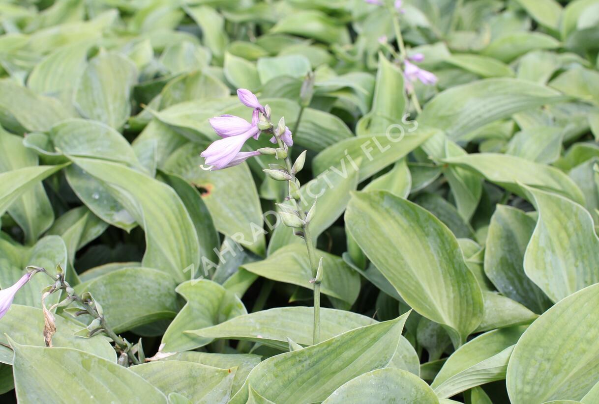Bohyška - Hosta sieboldiana