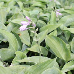 Bohyška - Hosta sieboldiana