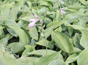 Bohyška - Hosta sieboldiana
