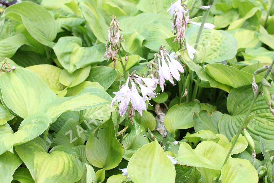 Bohyška 'Banana Kid' - Hosta 'Banana Kid'