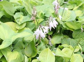 Bohyška 'Banana Kid' - Hosta 'Banana Kid'
