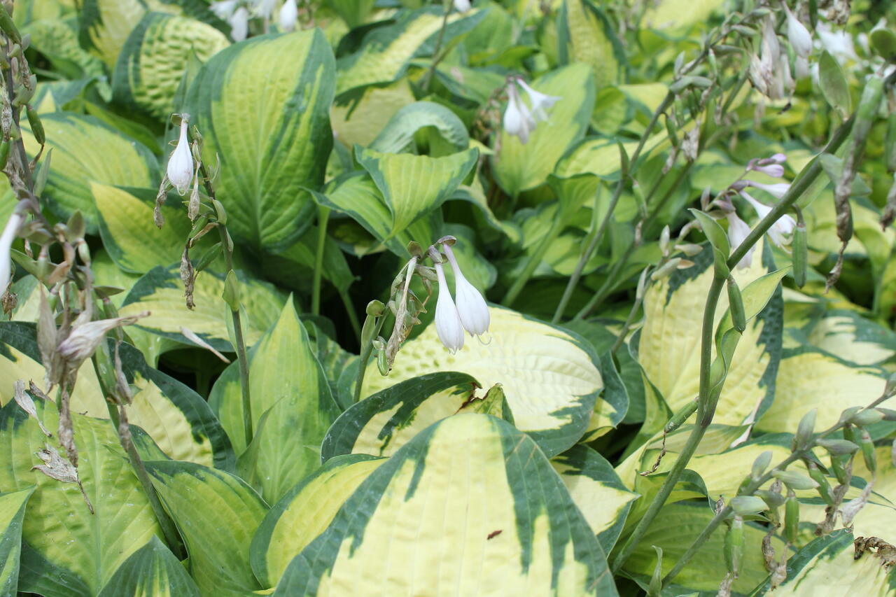 Bohyška 'Orange Marmalade' Hosta 'Orange Marmalade' Zahradnictví FLOS