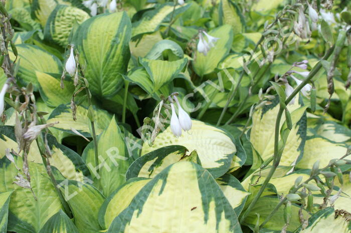 Bohyška 'Orange Marmalade' - Hosta 'Orange Marmalade'