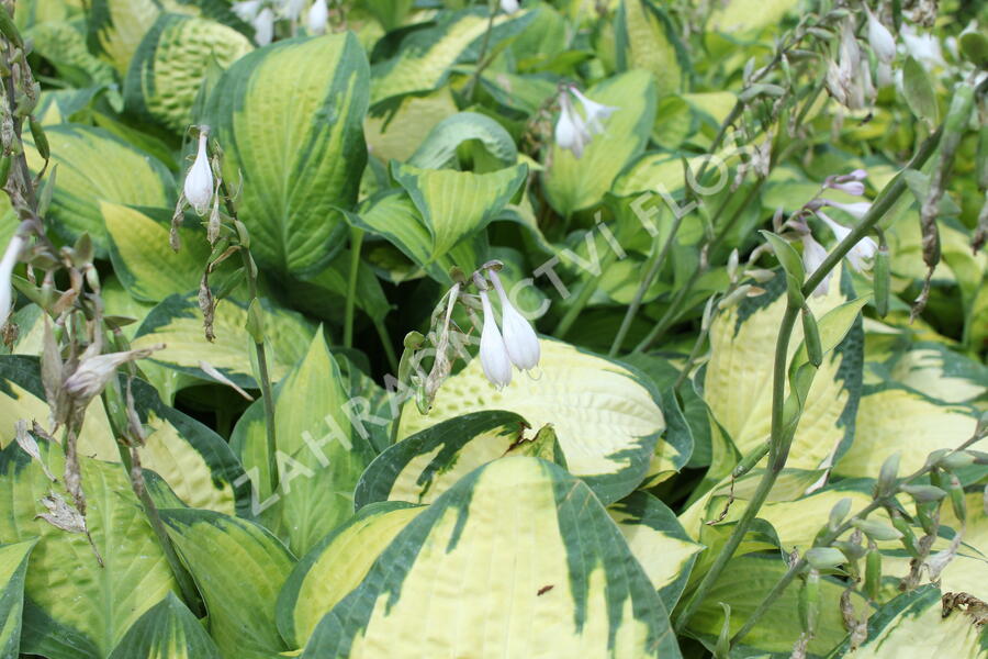 Bohyška 'Orange Marmalade' - Hosta 'Orange Marmalade'