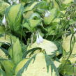 Bohyška 'Orange Marmalade' - Hosta 'Orange Marmalade'